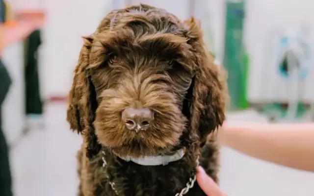 Memorial Veterinary Pet Care Hospital in Houston, TX