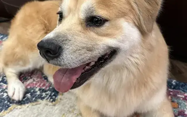 Aloha Pet Spaw in Marble Falls, TX