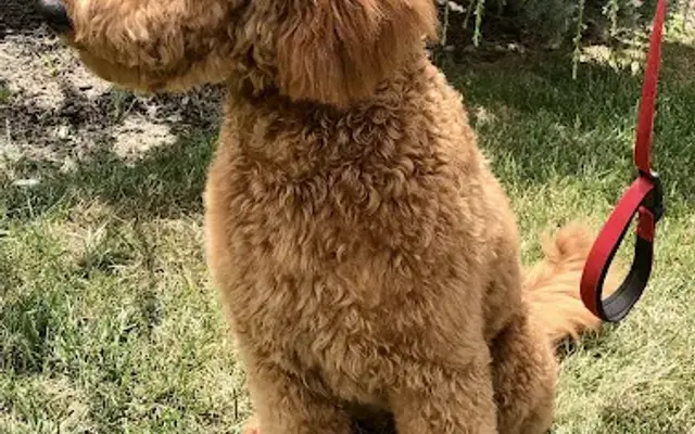 Aruba Groomers in Northumberland, PA