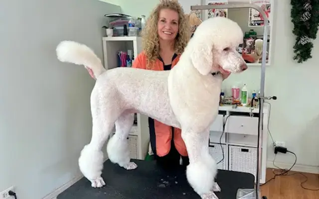 We Are All One Holistic Grooming, LLC in Wheeling, IL
