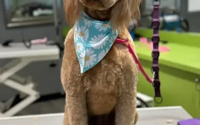 Sweet Paws Mobile Grooming LLC in Raleigh, NC