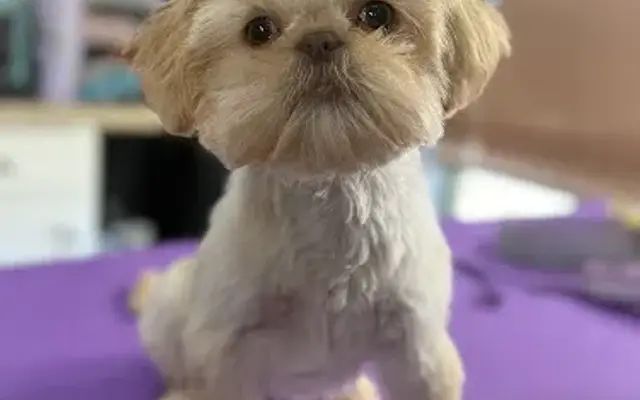Royalty Canine Spa LLC in Lake Ozark, MO