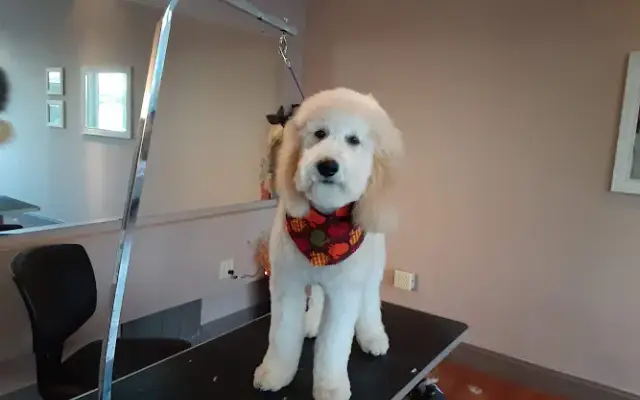 In The Dog House Mobile Dog Grooming in Livingston, TX