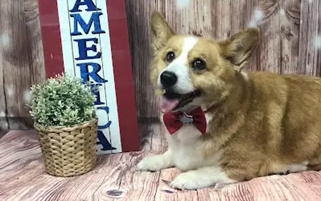 dominique's dog grooming in Oswego, IL