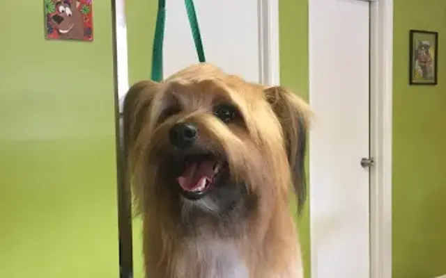 Dog City in Pompano Beach, FL