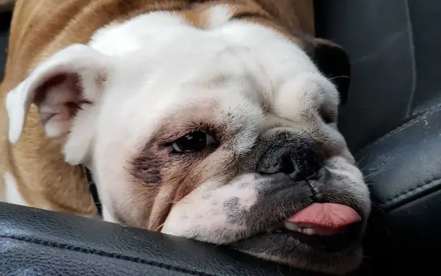 Animal Medical Center of New Braunfels in New Braunfels, TX