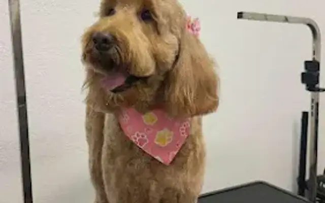 Puppy Kisses in Huntington Park, CA