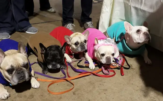 Maryland Pet Gazette in Owings Mills, MD