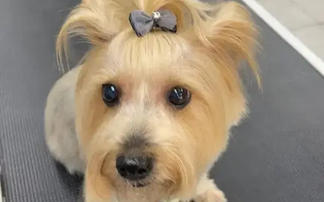 All paws in mobile pet salon in Ontario, CA