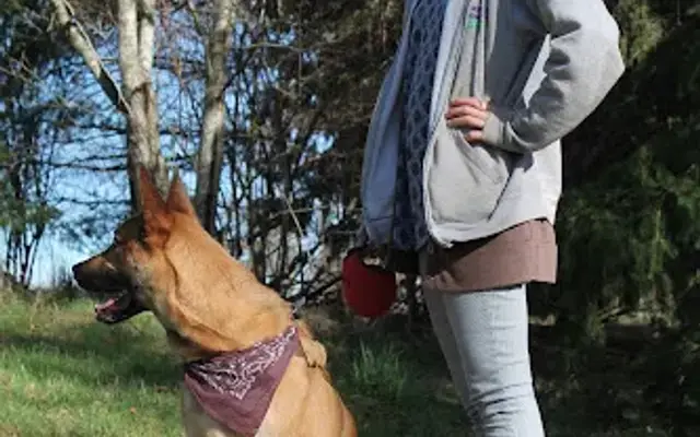 D.R.E.A.M. Doggy Daycamp in Issaquah, WA