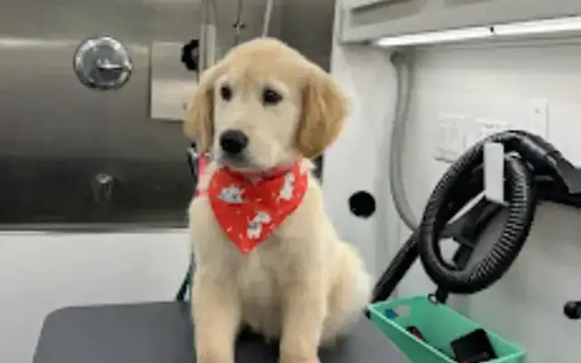 Thrifty Mobile Pet Grooming in Danville, CA