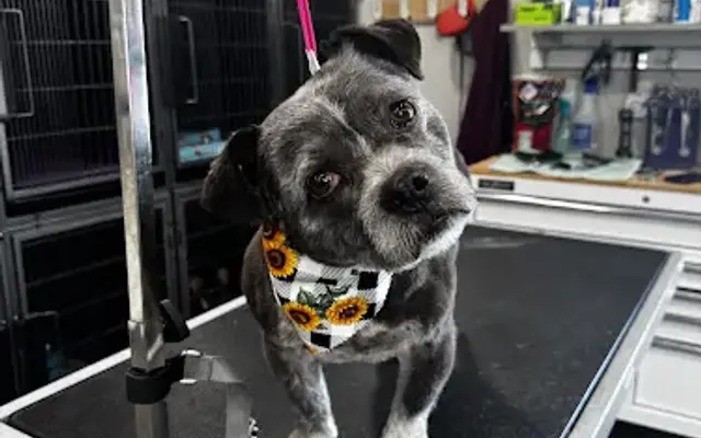 Dirty Dogs Grooming in Grand Island, NE