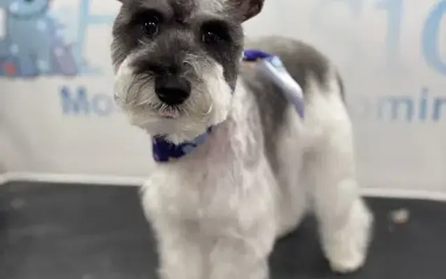 Acasio Mobile Pet Grooming in Hopkinsville, KY