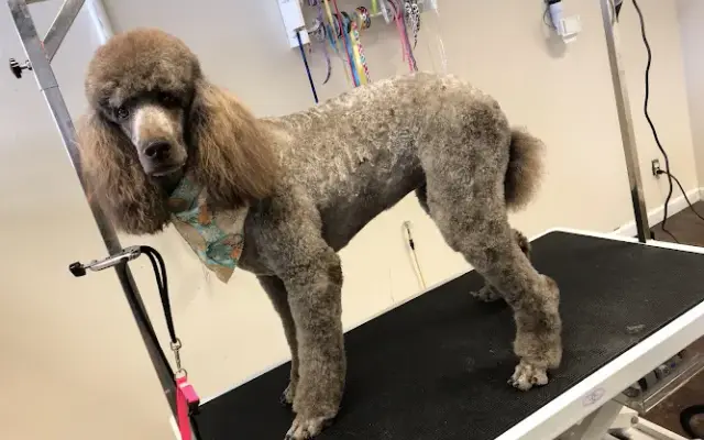 Shawnee Dogs' Grooming in Carbondale, IL