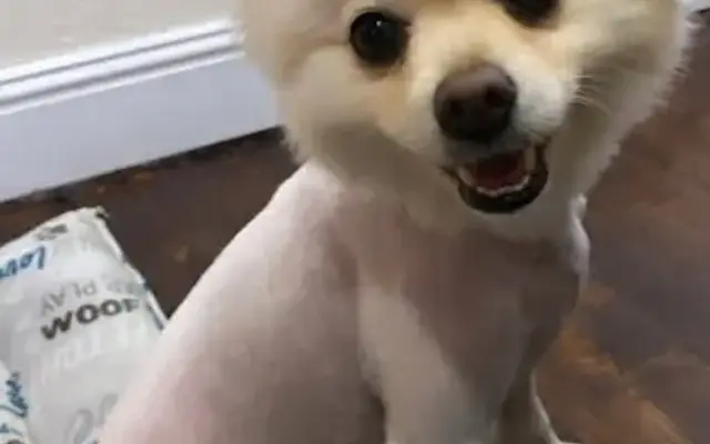 Elite Pet Grooming in La Habra, CA