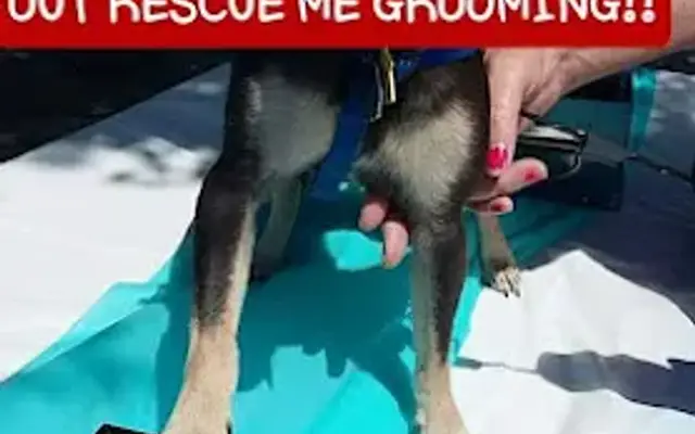 Rescue me grooming in Parkville, MO