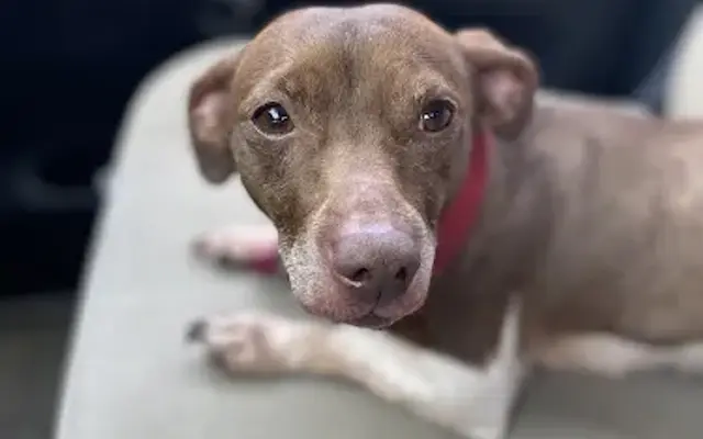 Henderson Animal Care in Wauchula, FL
