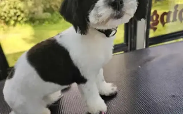 Scoobie's We Do Express pet grooming salon and mobile service in North Attleborough, MA