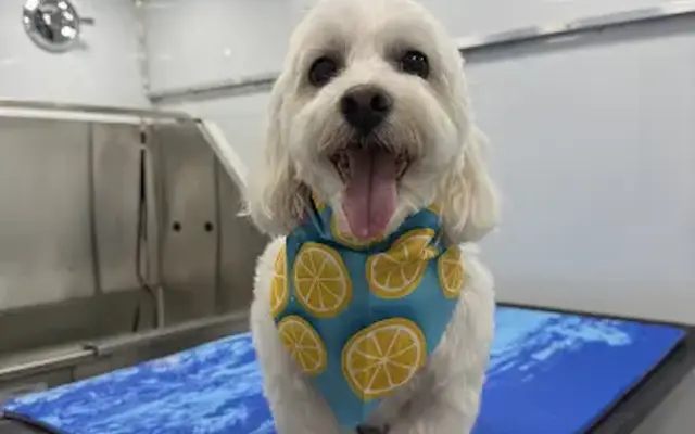 Brush’d Pets Mobile Grooming in Haltom City, TX