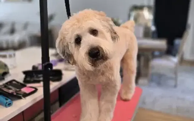 Boop a Snoot in Laurel, NY