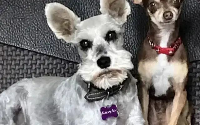 Country Clips Dog Grooming in Big Spring, TX