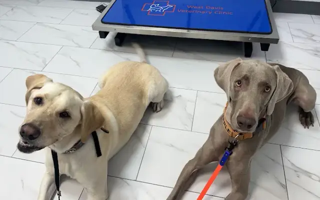 West Davis Veterinary Clinic in Conroe, TX