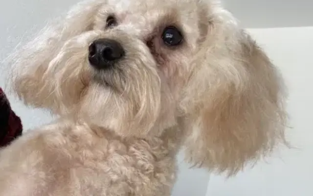 faithful companion grooming in Douglas, GA