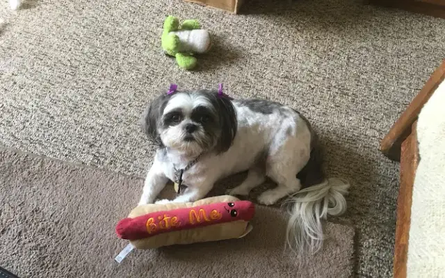 Patti's Groomery in Richfield, WI