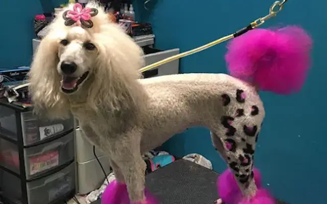 Pawfect Touch Mobile Pet Spa in Hendersonville, TN