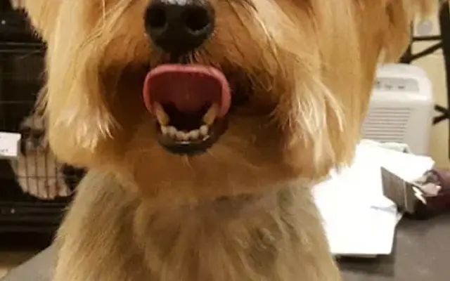 Petaleashous Mobile Pet Grooming in Germantown, MD