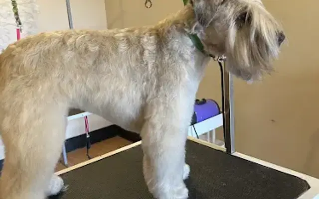 Woofy's Dog Grooming Studio in Sebastopol, CA