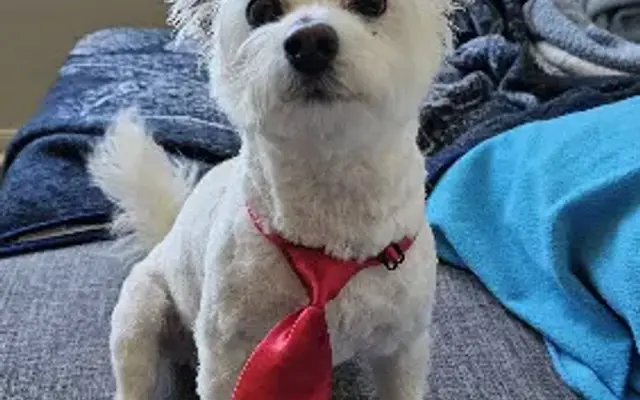 Star Struck Grooming Salon in Corona, CA