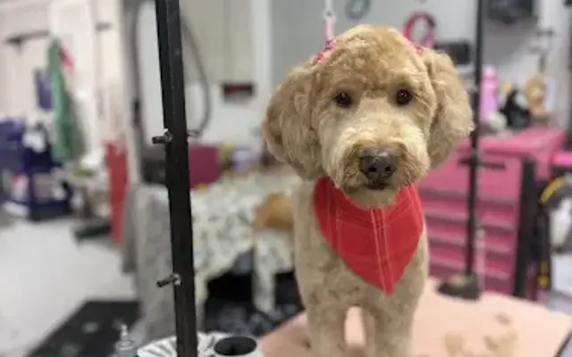 Petcuts Grooming in Zeeland, MI