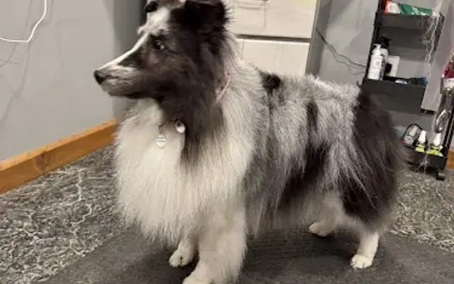 Pawsitive Vibes Dog Grooming in New Wilmington, PA
