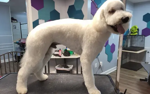 Groomed By Kelsey in Seneca, SC