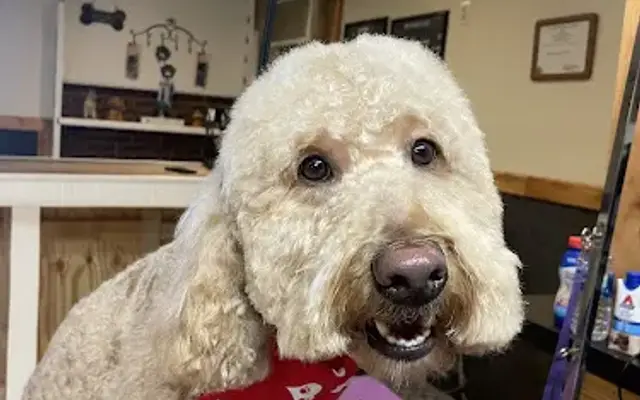 Cozy Canine C&C Pet Grooming in Washington, PA