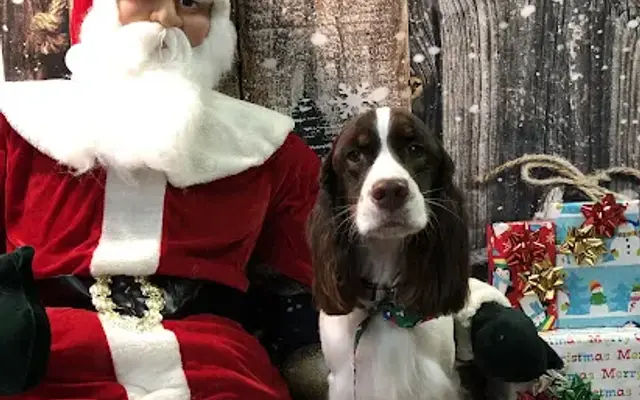 A Picture Perfect Pet Grooming in Melbourne, FL