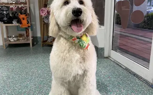 Kool and Kute Pet Boutique in Doral, FL