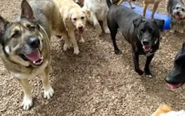 Valley Boarding Kennel in South Windsor, CT