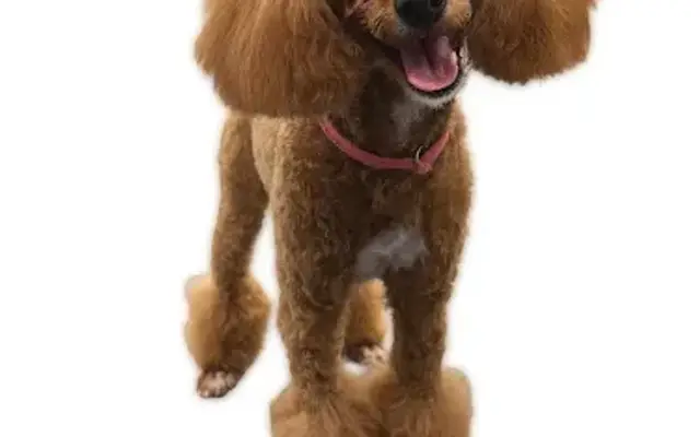 MySunnyPet- Pet Grooming in Hillside, NJ