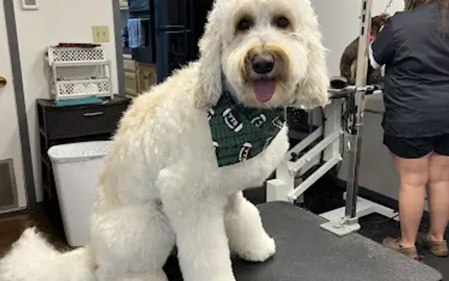 Pawfection Grooming in Bowie, TX