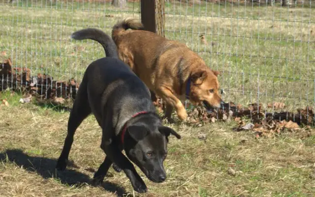 Creekside Kennels in Franklin, NC