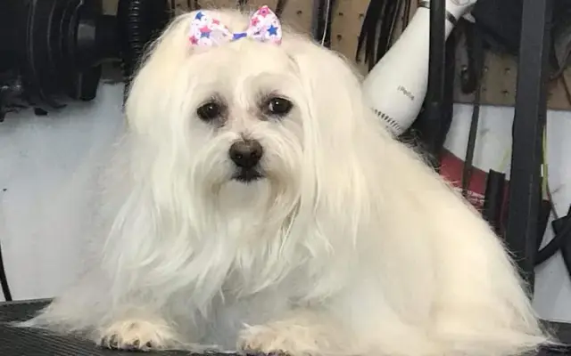 Mutt Cutts Dog grooming in Walla Walla, WA