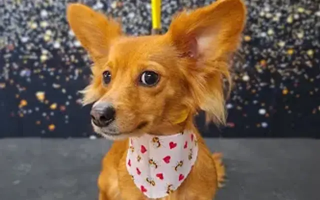 From Wags to Riches in Milton, FL