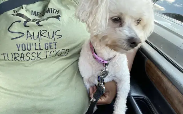 Lap of Luxury Pet Grooming in Hollis, NY