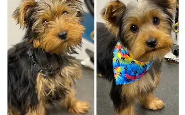 WanderDog Mobile Grooming in Tacoma, WA