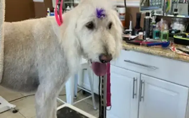 Dog Holliday Mobile Grooming LLC in North Las Vegas, NV