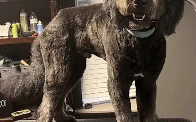 Puppy Love Dog Grooming in Grovetown, GA