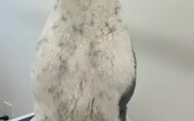 Creature Comforts Grooming in Kingston, RI