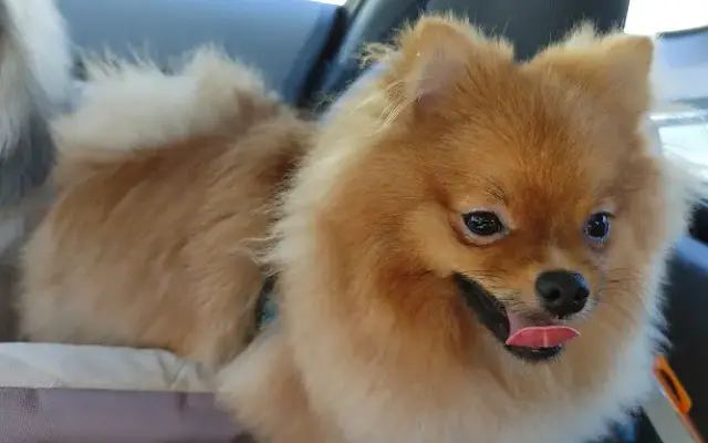 Shannon's Pet Stylin in Dallas, OR